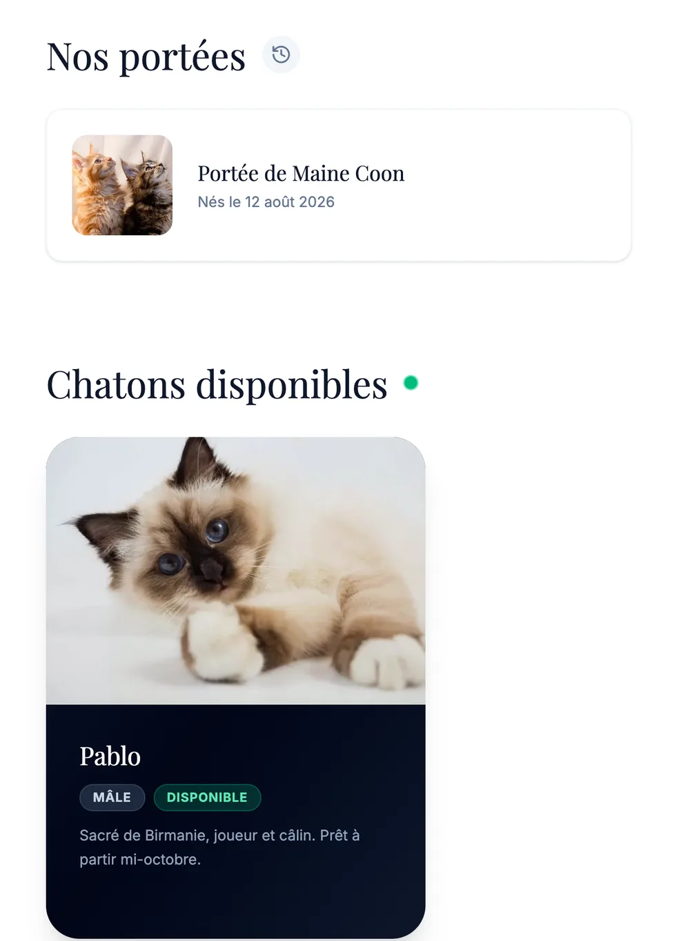 Portées et chatons disponibles sur un site créé avec Éleveurs du Web